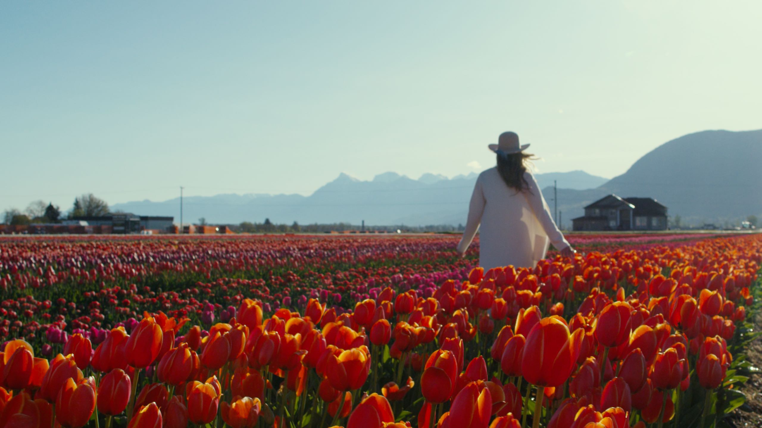 A person wandering amongst the tulips at Lakeland Flowers, home of the Abbotsford Tulip Festival.
