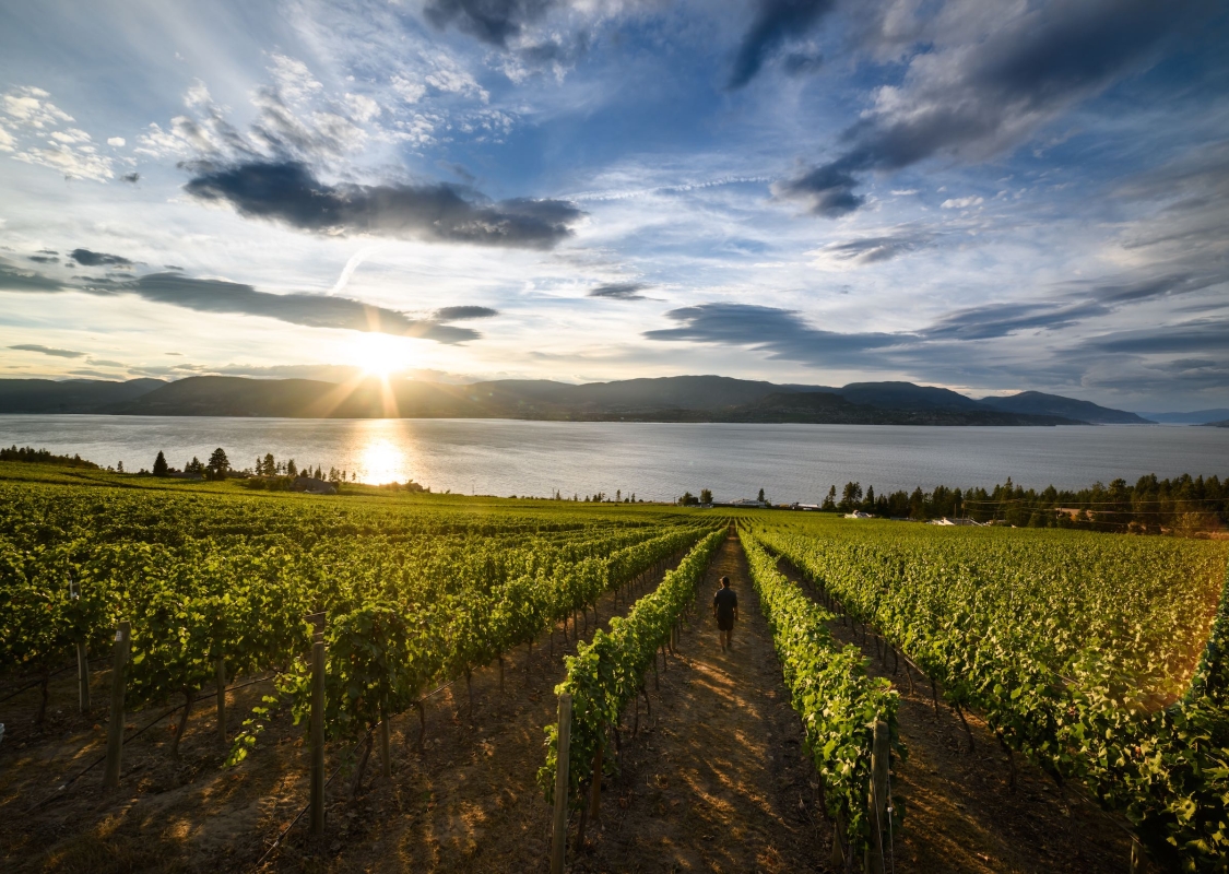 Eine Person geht durch die CedarCreek Estate Winery.
