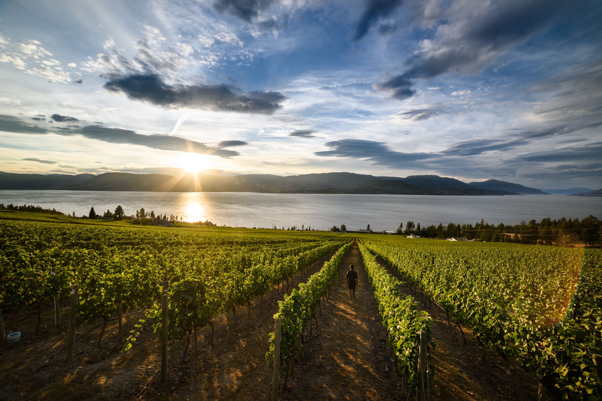 A person walking through CedarCreek Estate Winery