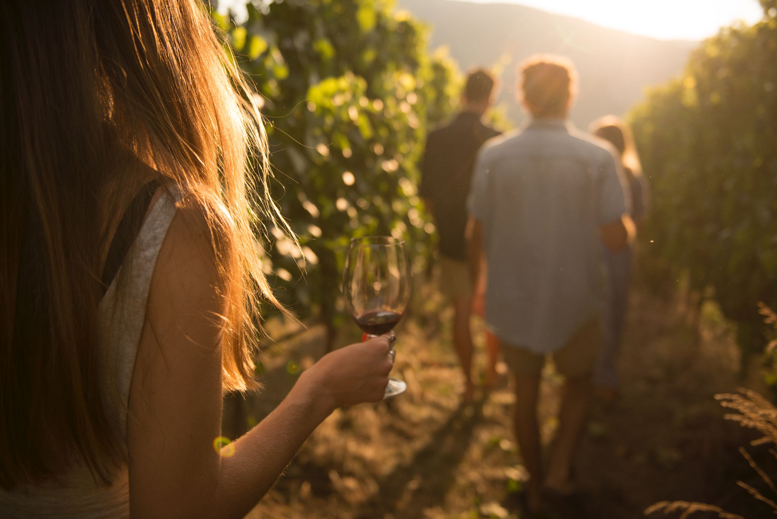 A group walks through the vineyards at Painted Rock Estate Winery Ltd