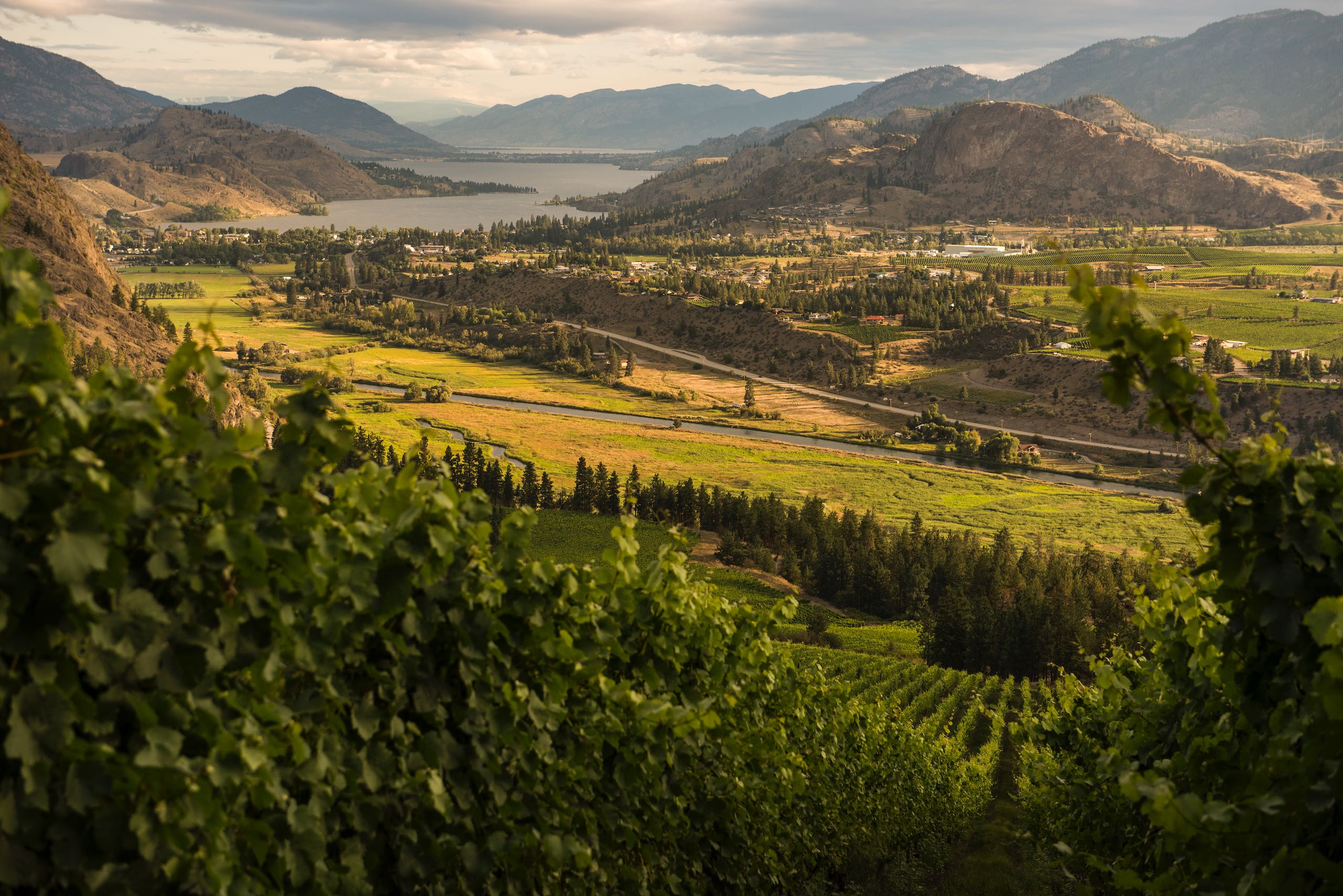 The view north to Skaha Lake from the upper vineyards of See Ya Later Ranch Winery