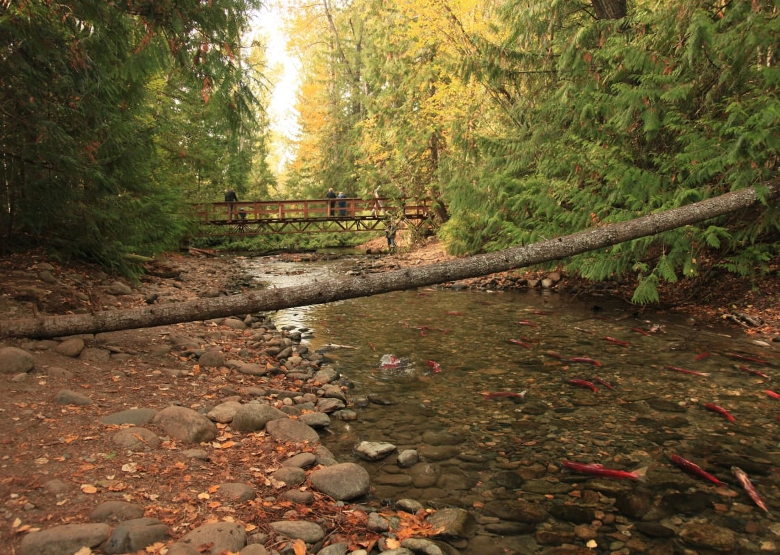 Salmón rojo en el río Adams, cerca del lago Shuswap. Gente en el puente al fondo.