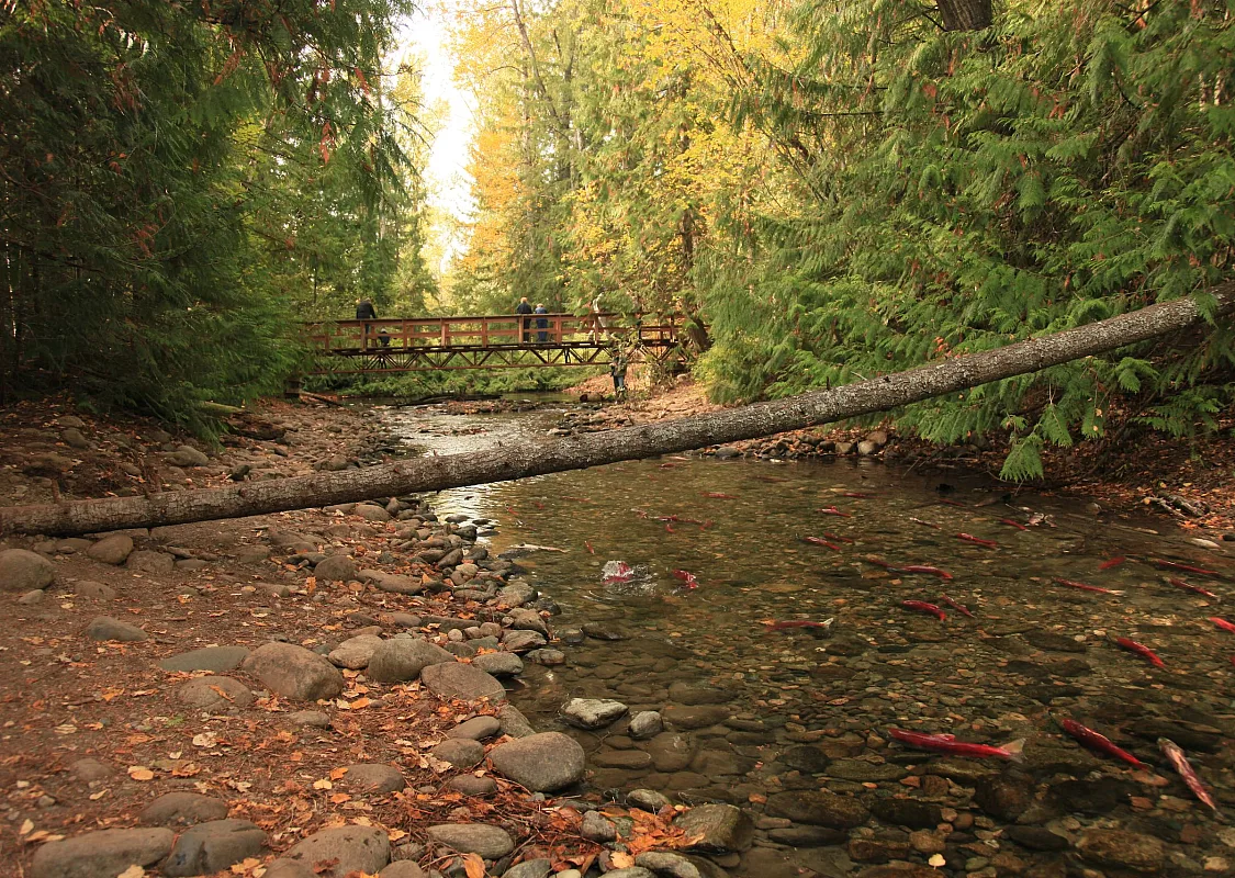 Rotlachs im Adams River in der Nähe des Shuswap Lake. Im Hintergrund sind Menschen auf einer Brücke zu sehen.
