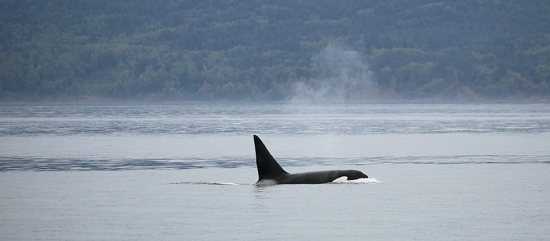 An orca surfacing on the water
