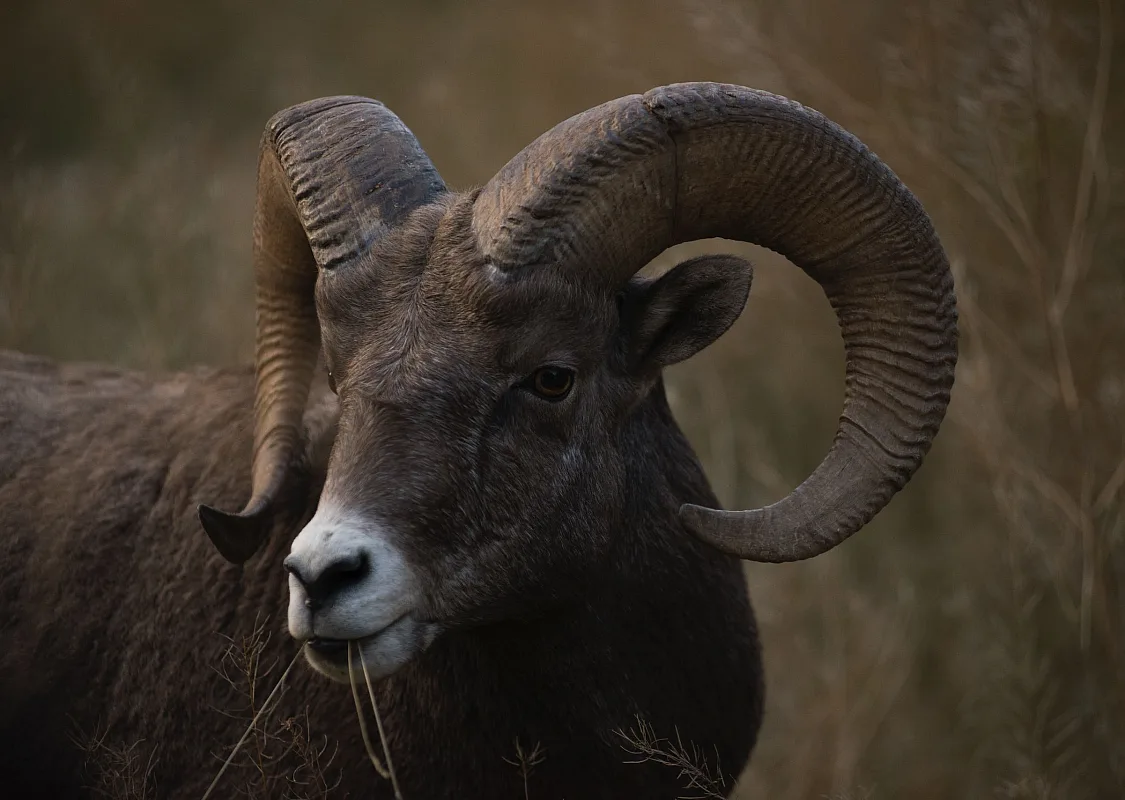 A bighorn sheep in Kootenay National Park