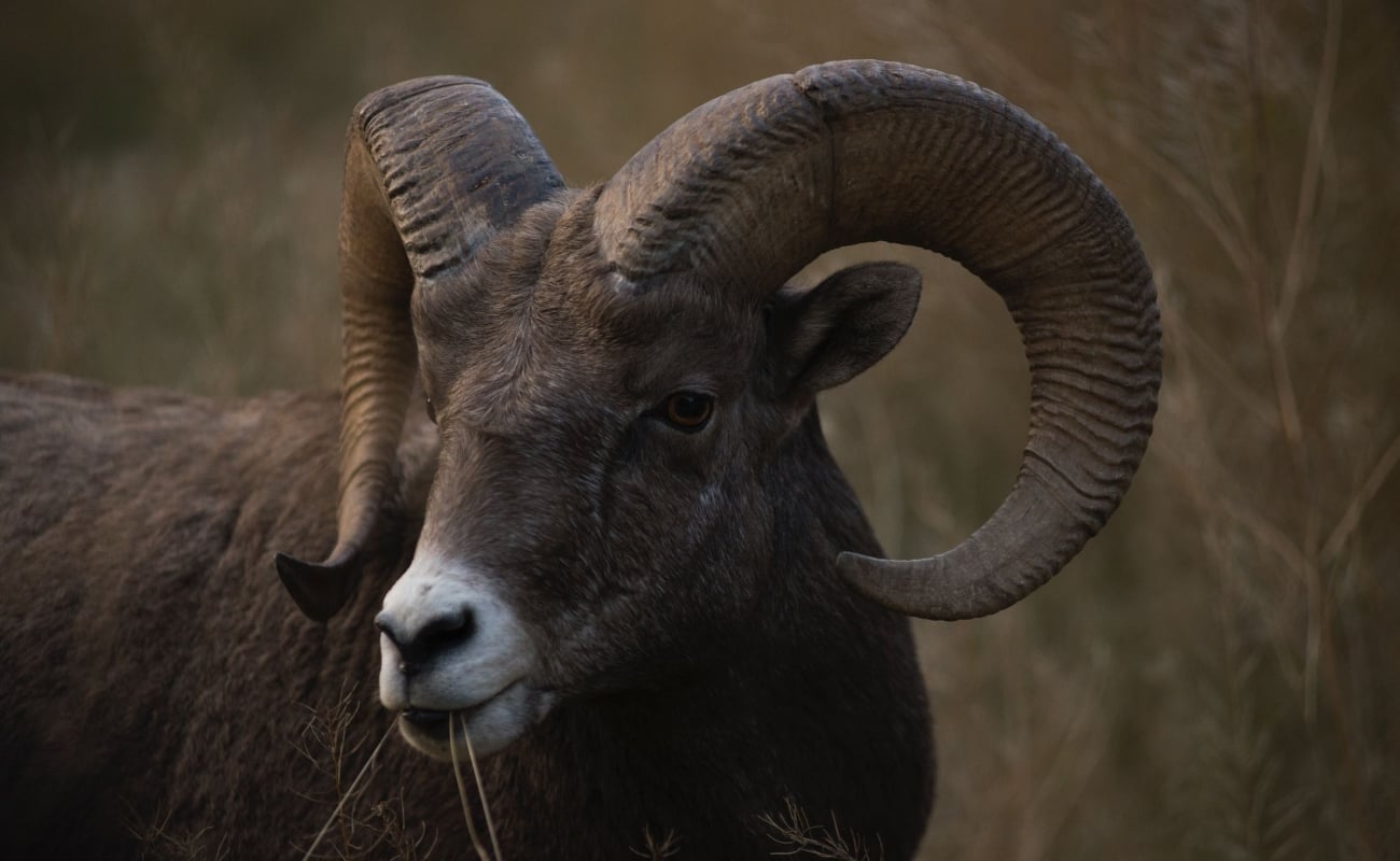 A bighorn sheep in Kootenay National Park