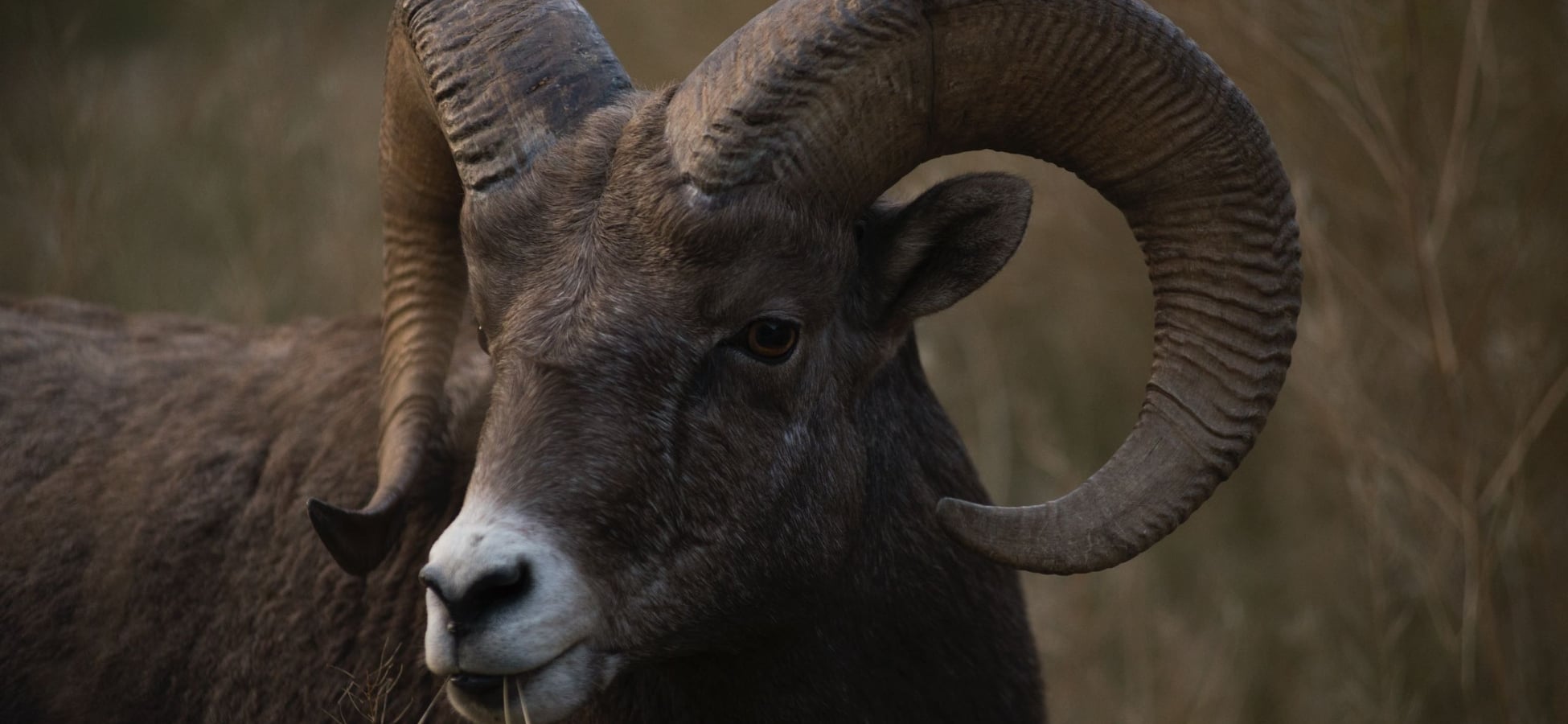 A bighorn sheep in Kootenay National Park