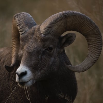 A bighorn sheep in Kootenay National Park