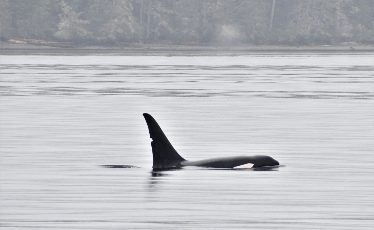 Orca-Beobachtung auf einer geführten Tour mit Prince of Whales