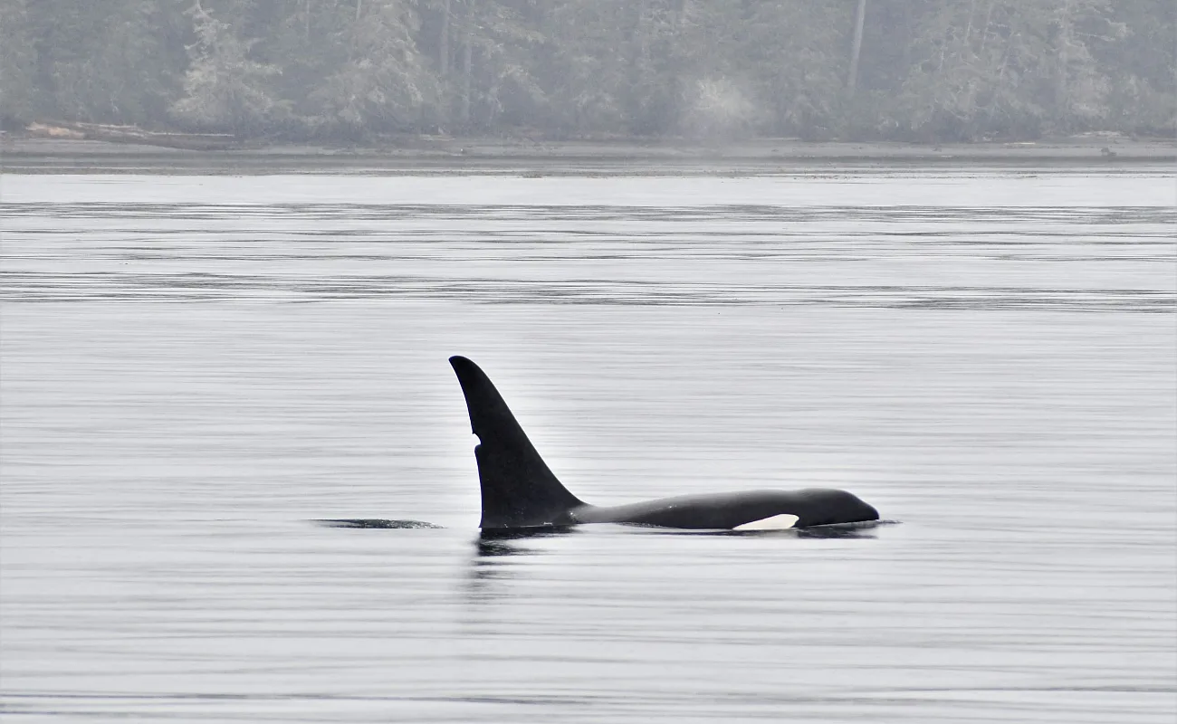 Orca-Beobachtung auf einer geführten Tour mit Prince of Whales