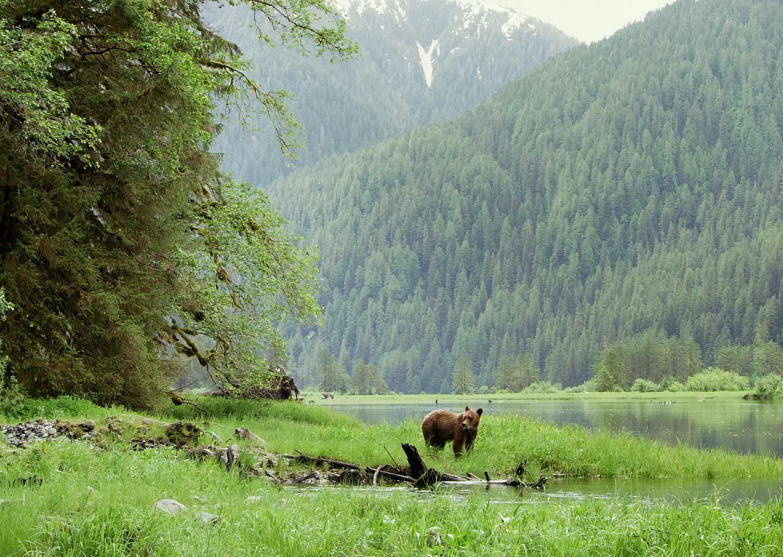 Grizzlybär läuft durch das Seggengras nahe dem Ufer im Great Bear Rainforest.