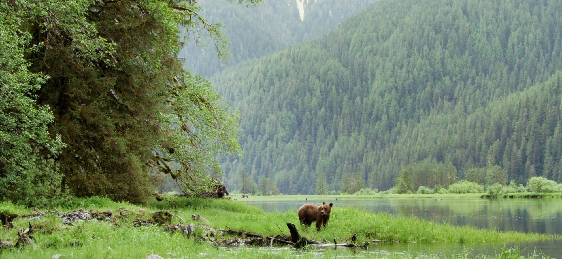 Grizzly bear walking through the sedge grass near the shore in the Great Bear Rainforest.