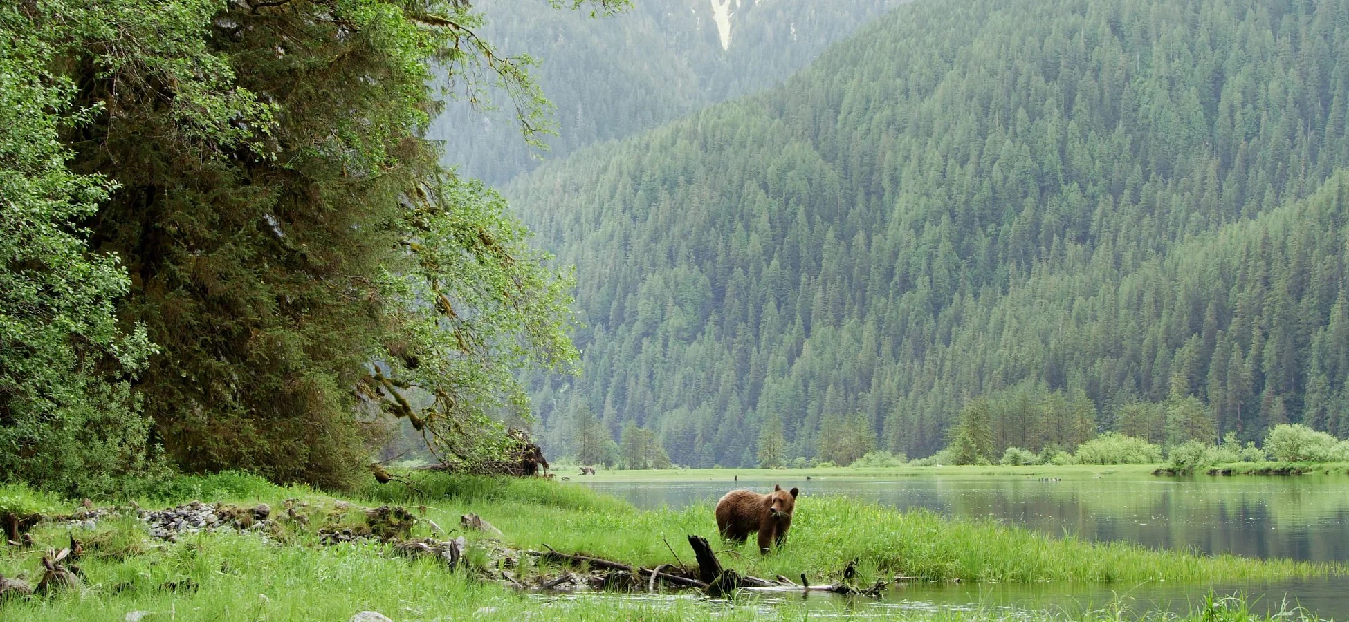 Un oso pardo caminando entre la juncia cerca de la orilla en el bosque lluvioso de Great Bear.