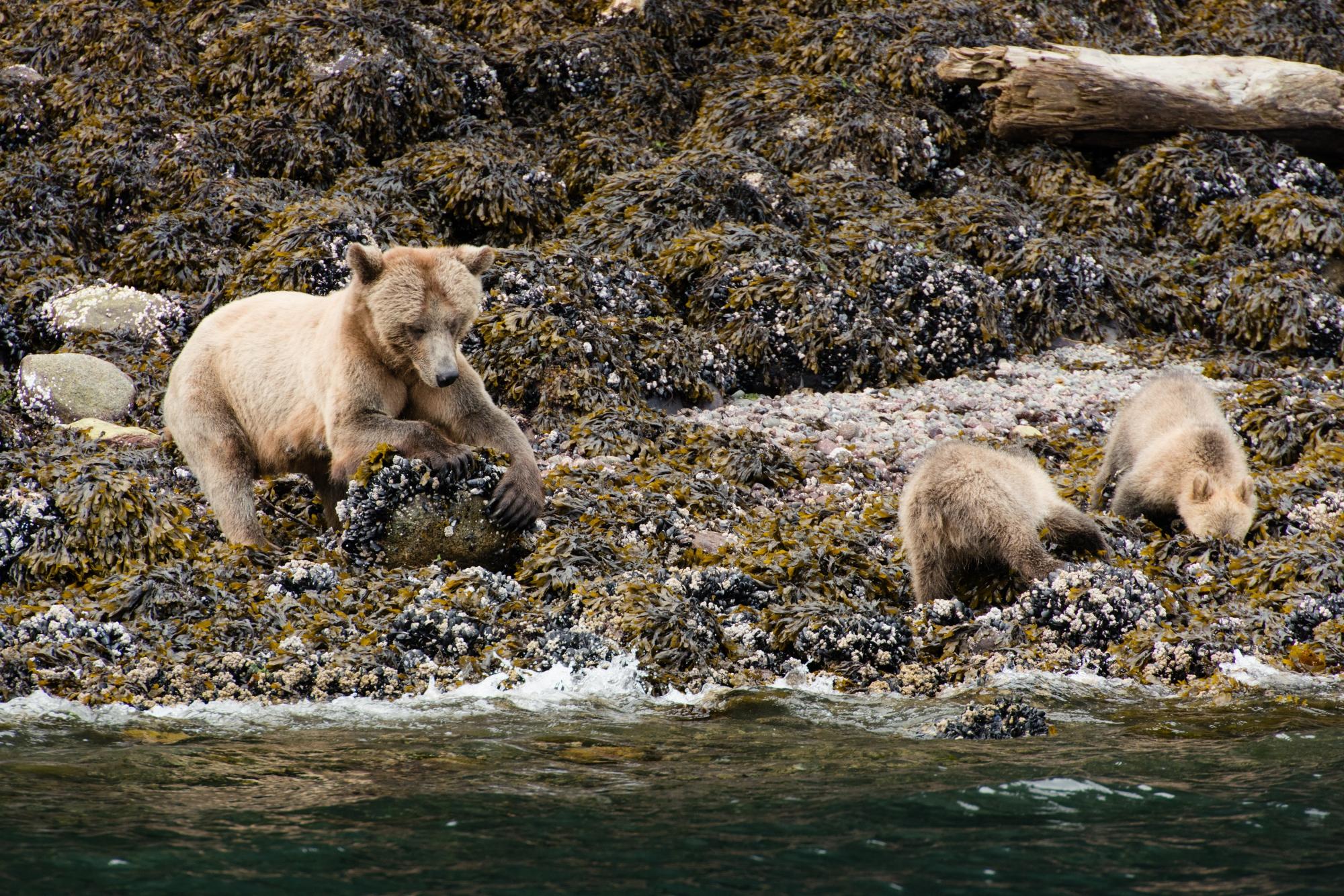 Spirit bears fishing
