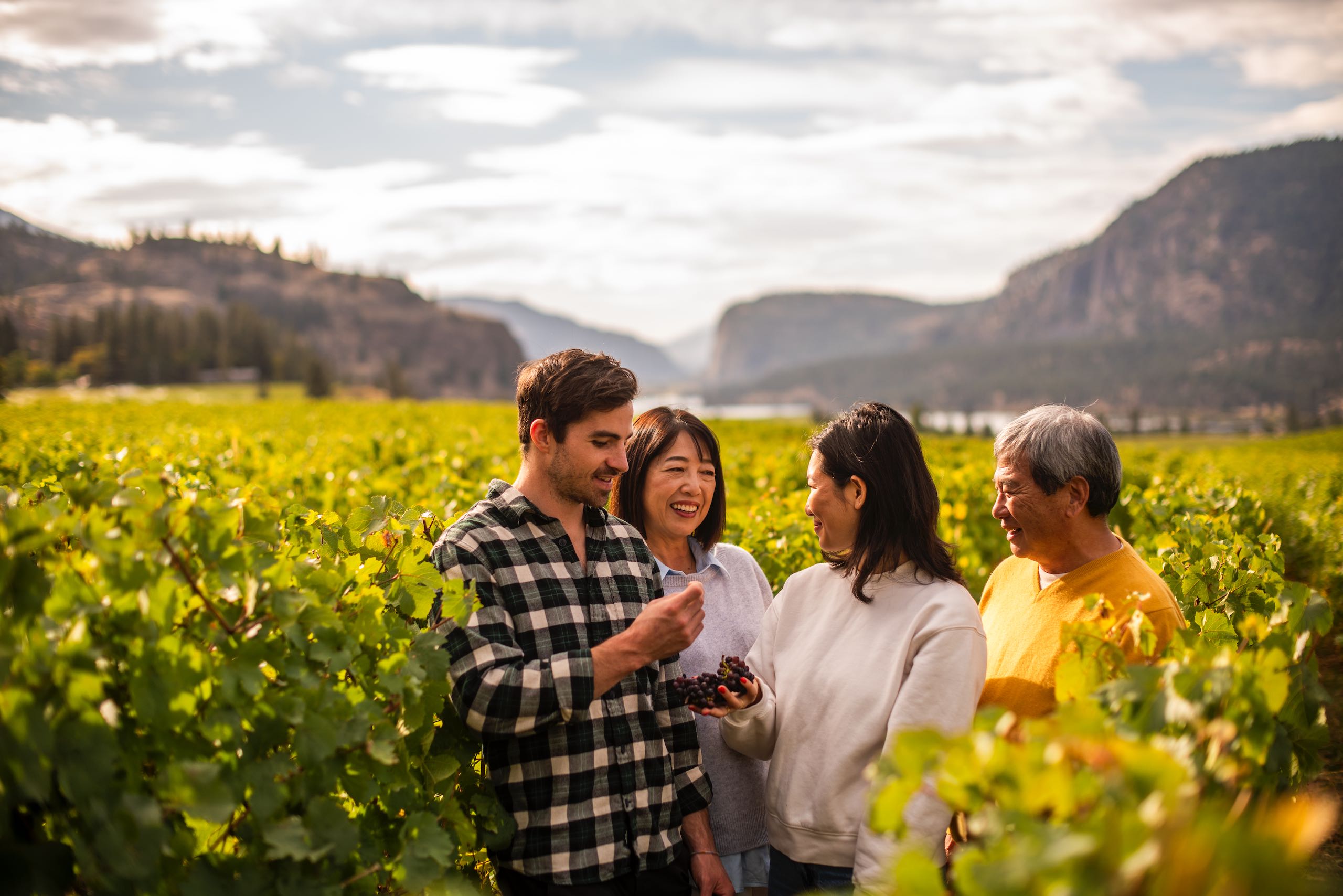 A family picking grapes at Blue Mountain Winery and Cellars in Okanagan Falls.