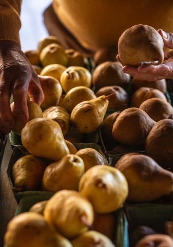 A man selecting fruit at Bears Market in Keremeos.