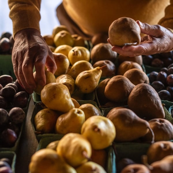 Un hombre seleccionando fruta en Bears Market en Keremeos.