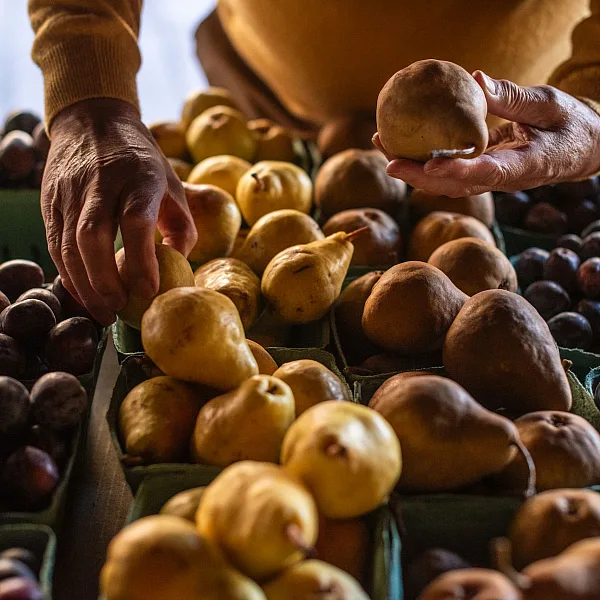 Un hombre seleccionando fruta en Bears Market en Keremeos.