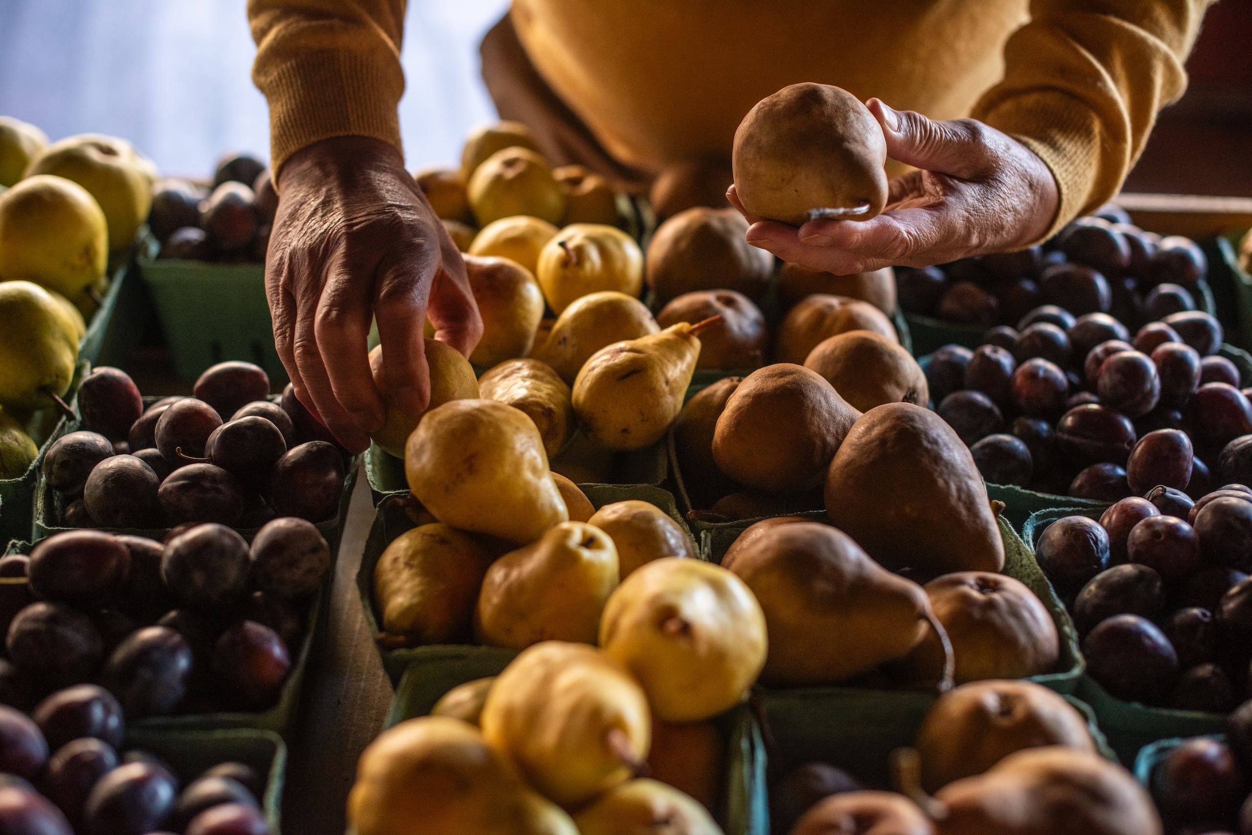 A man selecting fruit at Bears Market in Keremeos.