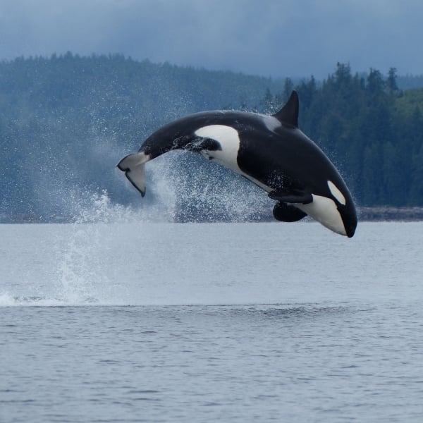 Orca breaching off the coast of Campbell River, Vancouver Island. (One of the Bigg's Orca whales)