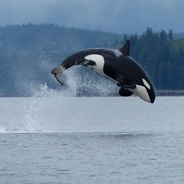 Orca saltando frente a la costa de Campbell River, Vancouver Island. (Una de las ballenas orca de Bigg)