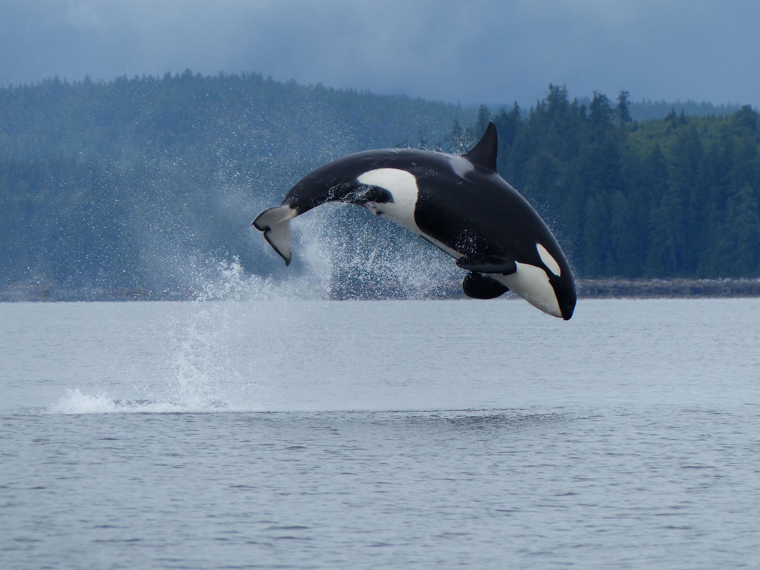 Orca breaching off the coast of Campbell River, Vancouver Island. (One of the Bigg's Orca whales)