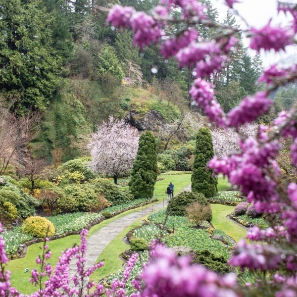Spring in Butchart Garden
