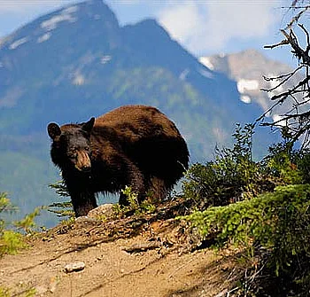 Un oso caminando por el bosque en North Thompson