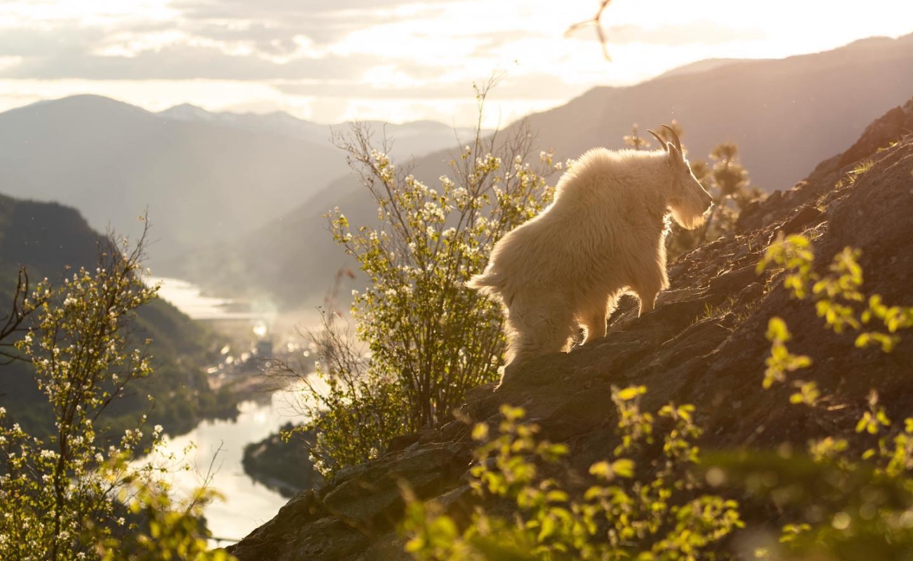Una cabra montesa busca alimento en una montaña con vistas a espectaculares montañas y exuberante vegetación.