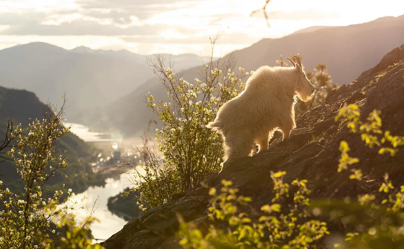 Una cabra montesa busca alimento en una montaña con vistas a espectaculares montañas y exuberante vegetación.
