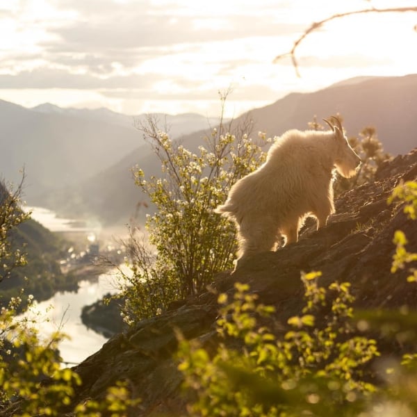 A mountain goat forages on a mountain overlooking spectacular mountains and lush foliage.