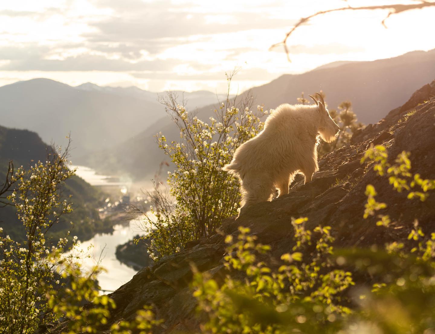 A mountain goat forages on a mountain overlooking spectacular mountains and lush foliage.