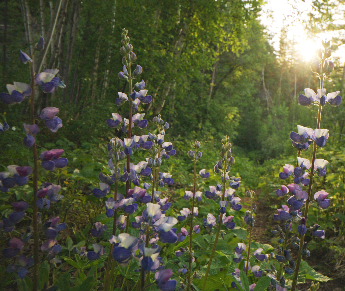 Wildflowers in British Columbia