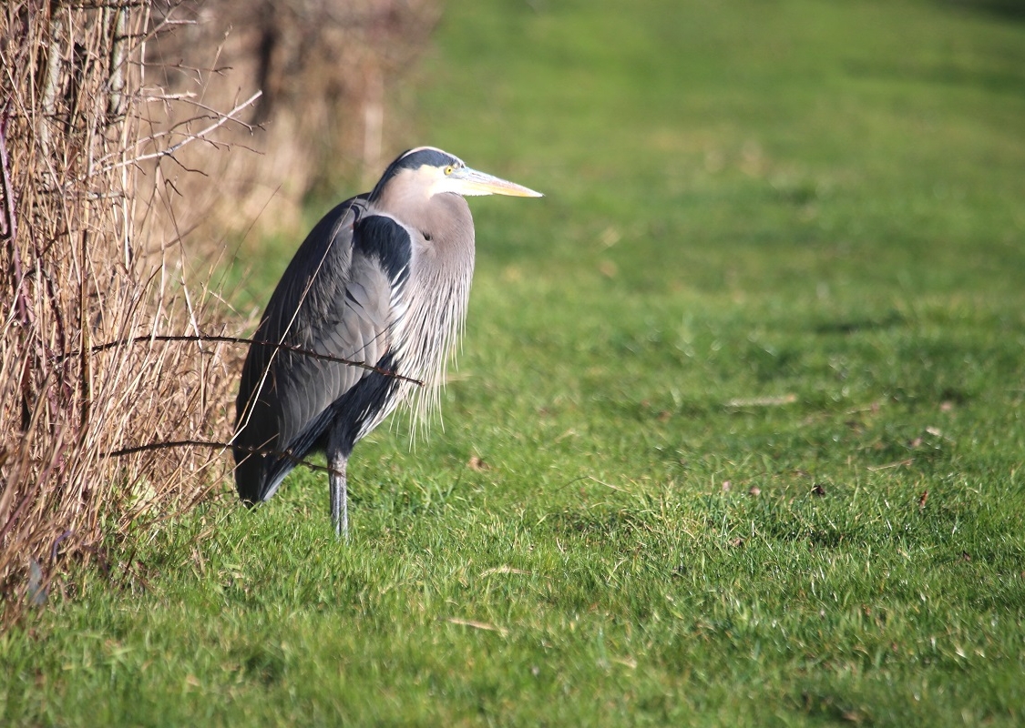 A heron standing on a field of grass.