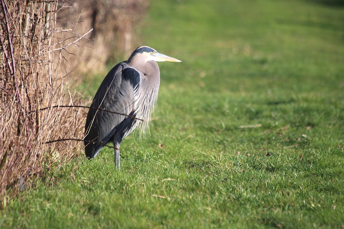 A heron standing on a field of grass.