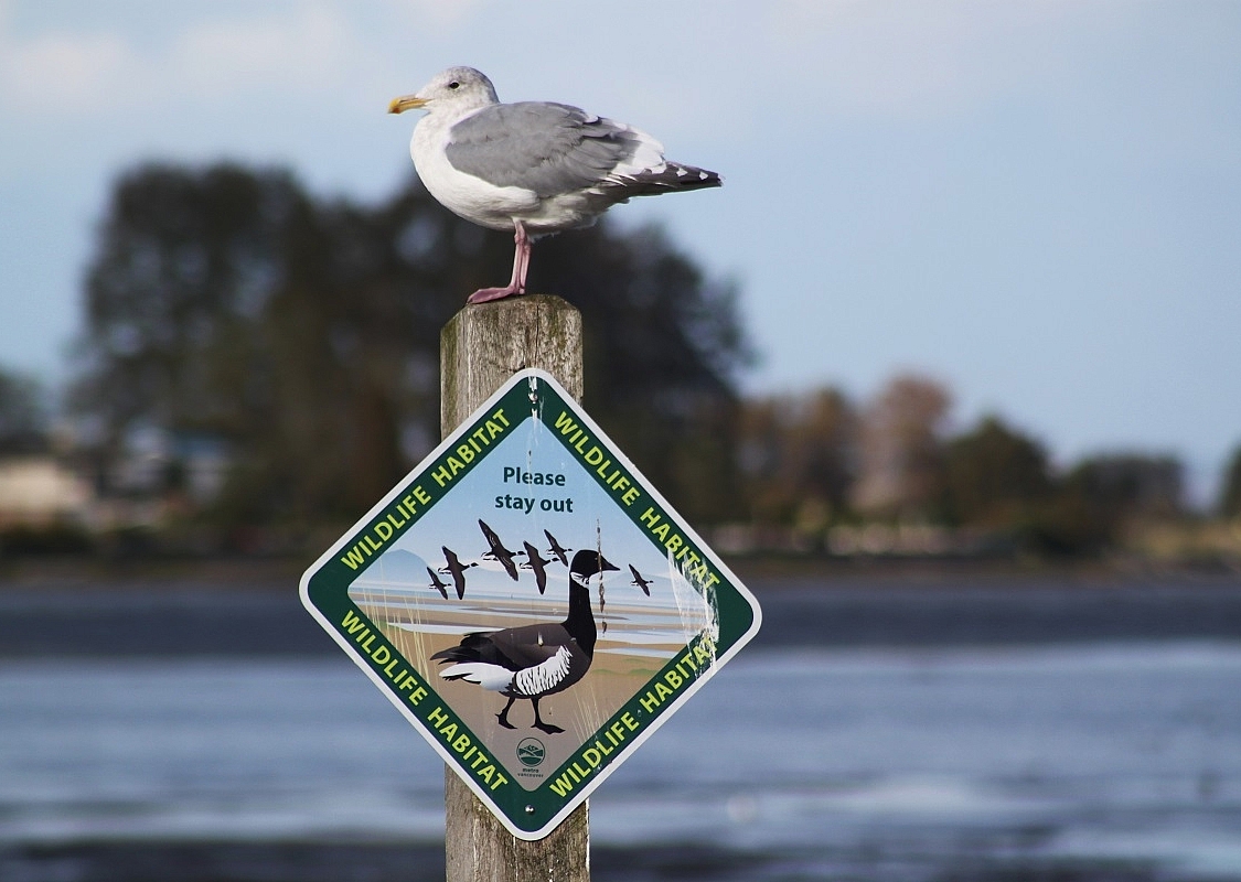 A seagull is perched on a sign indicating a wildlife habitat area with the background blurred.