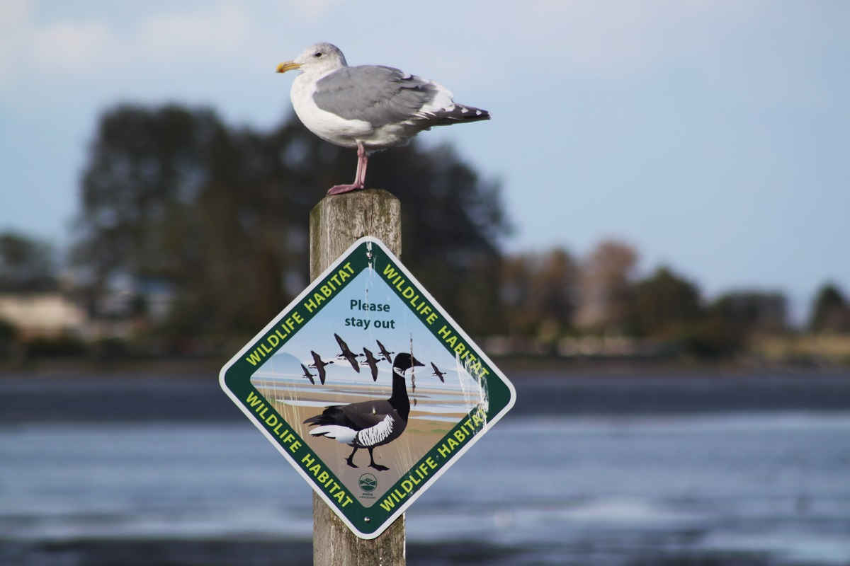 A seagull is perched on a sign indicating a wildlife habitat area with the background blurred.