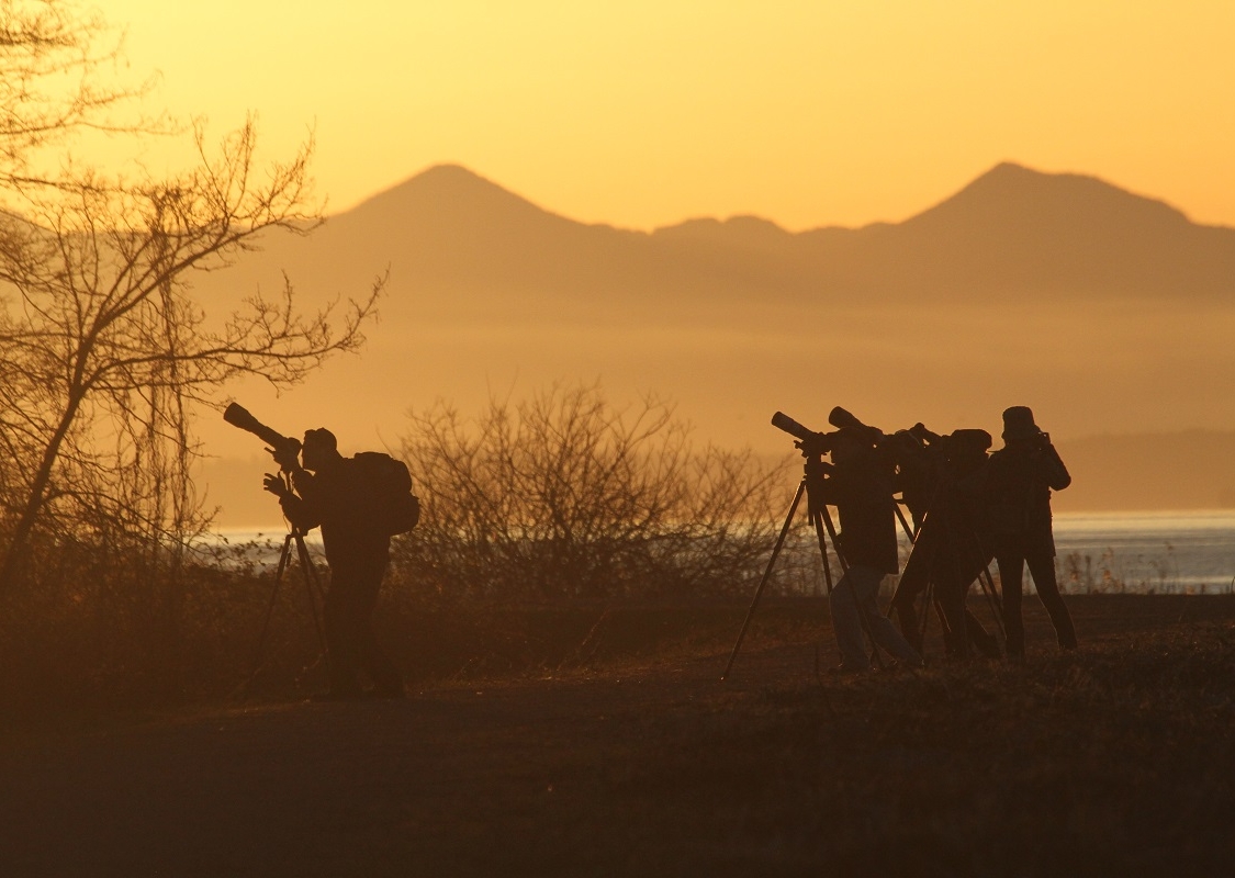 A group of birdwatchers are silhouetted against the backlight with their scopes searching for birds.
