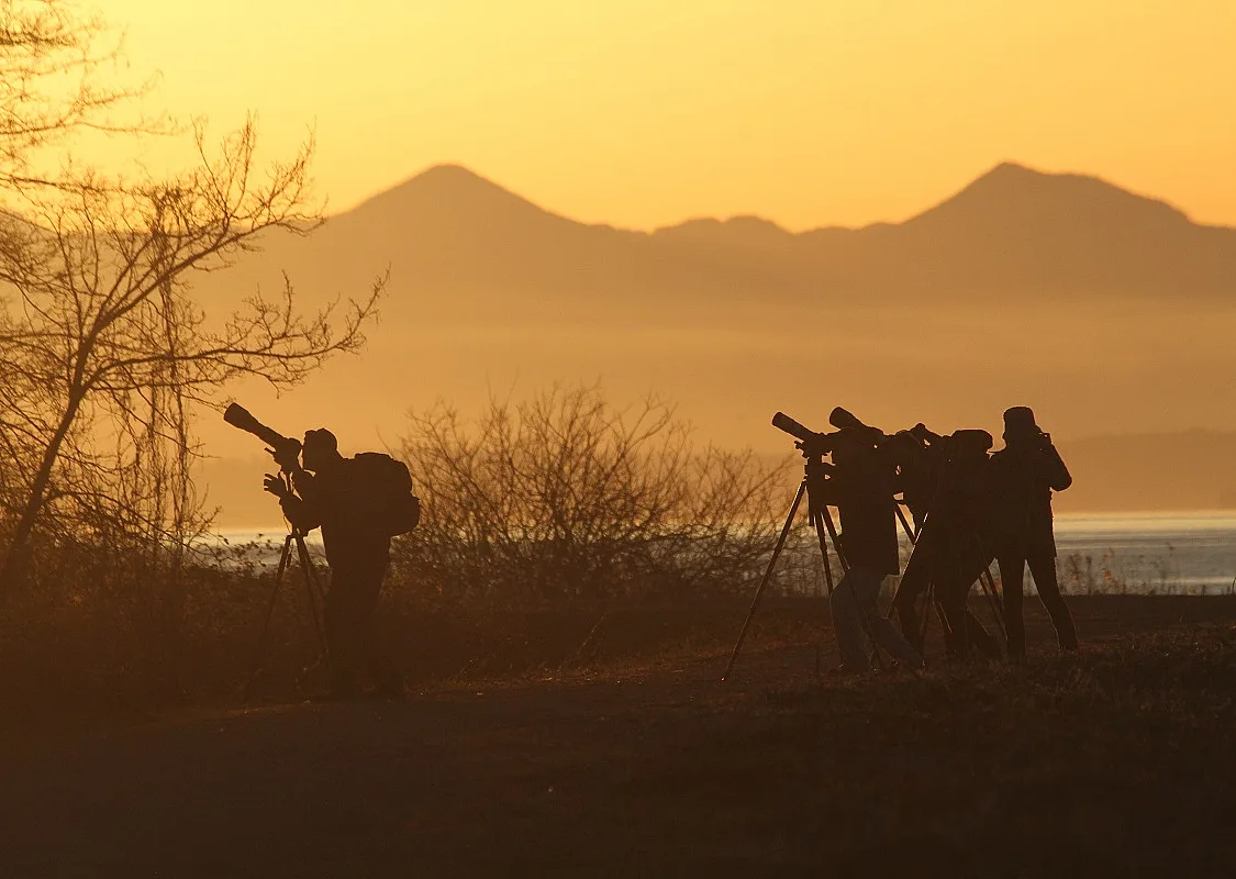 A group of birdwatchers are silhouetted against the backlight with their scopes searching for birds.