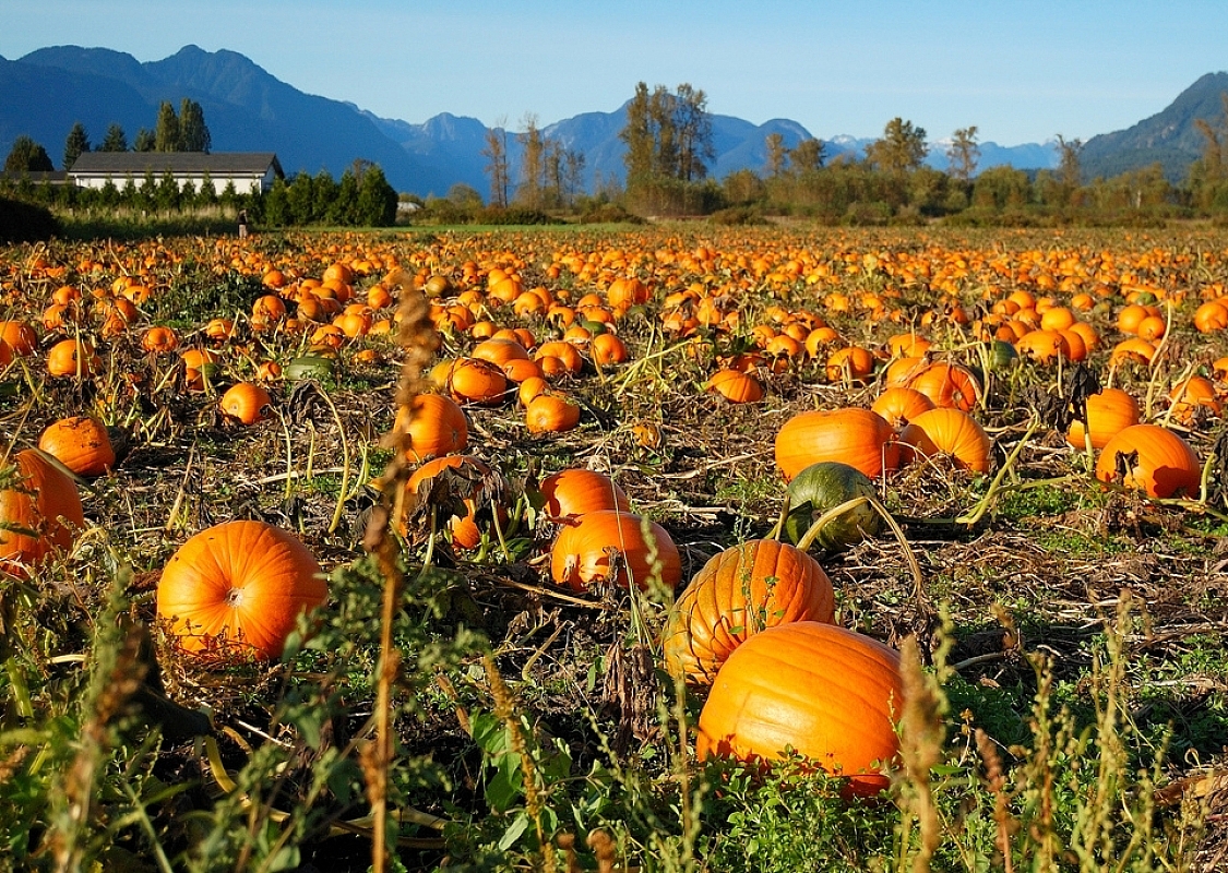 A field of pumpkins with the silhouette of mountains in the background and clear blue skies.