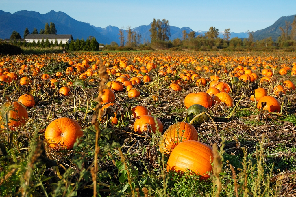 A field of pumpkins with the silhouette of mountains in the background and clear blue skies.