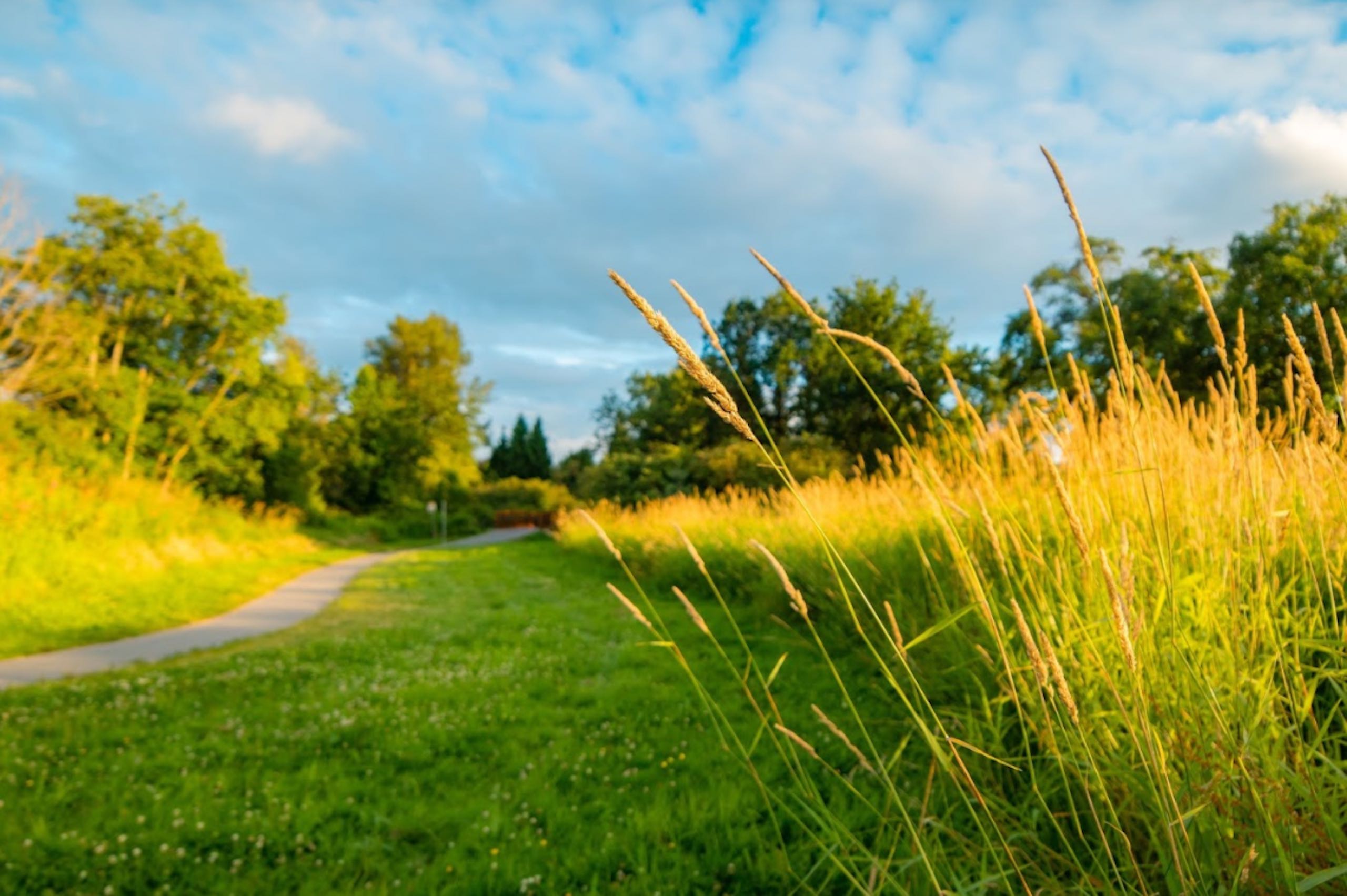A thin gravel path cuts across a field of green grass with various trees in the background on a sunny day with clouds in the sky.