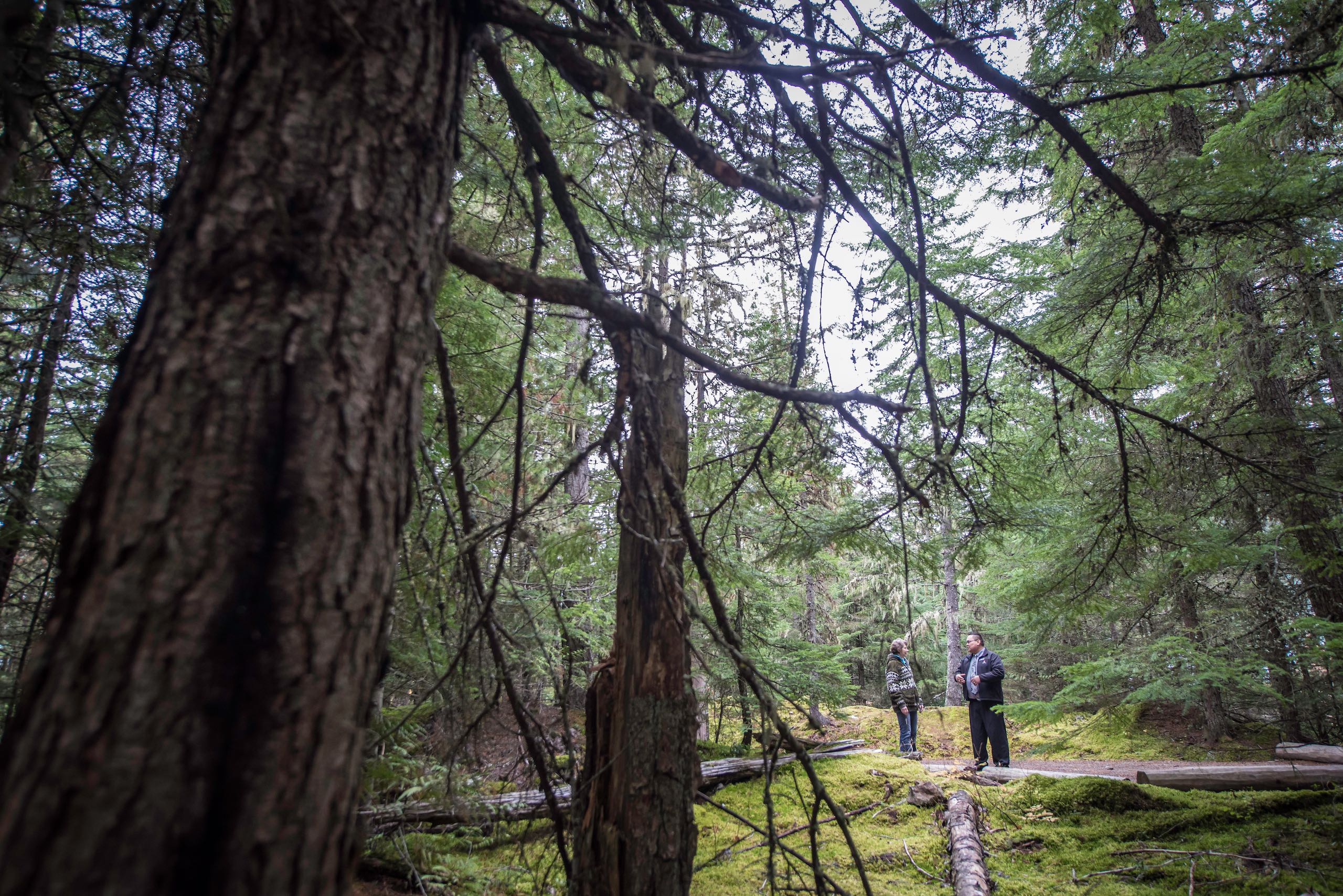 Forest Walk behind the Squamish Lil'wat Cultural Centre in Whistler.