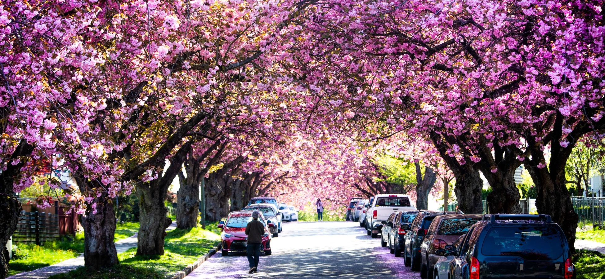 Kirschblüten entlang von Wohnstraßen