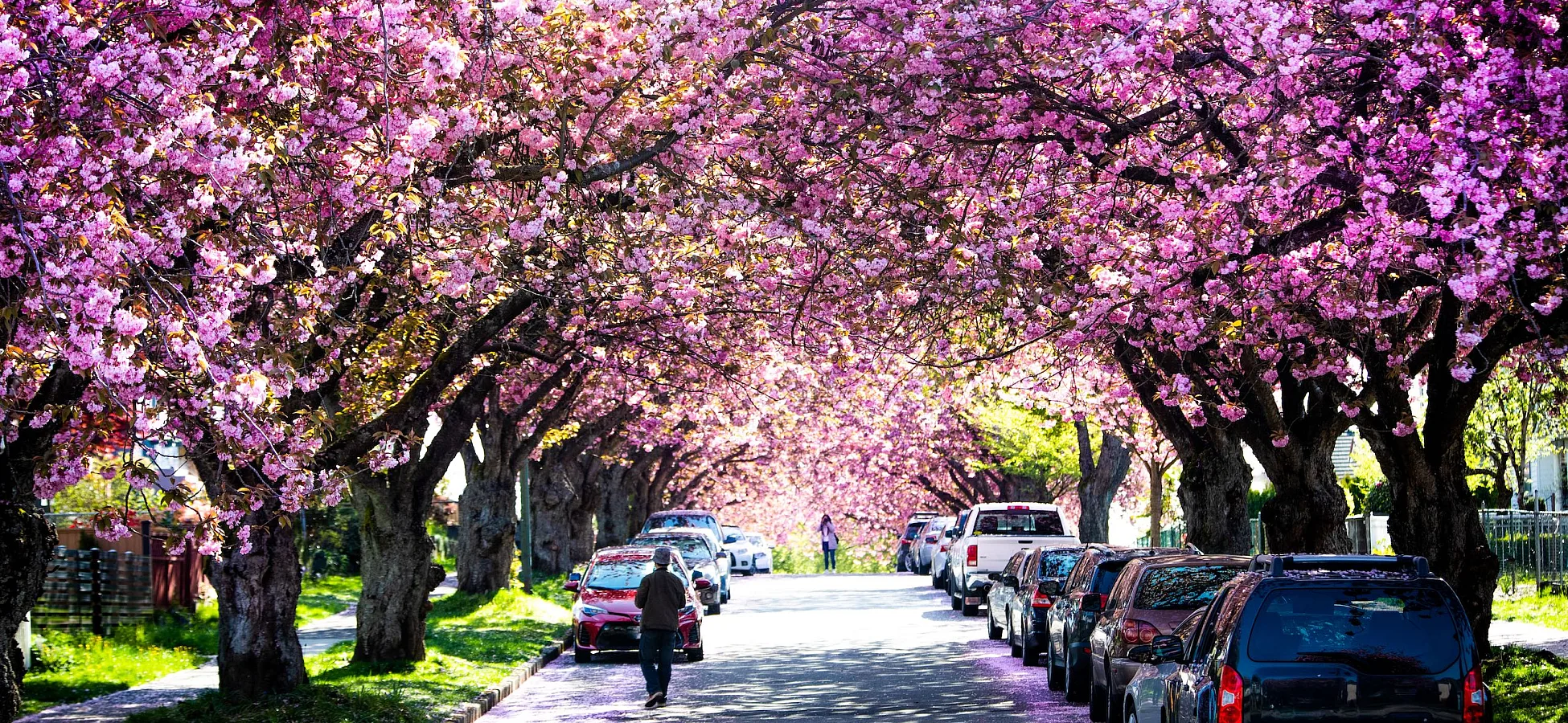 Flores de cerezo a lo largo de las calles residenciales