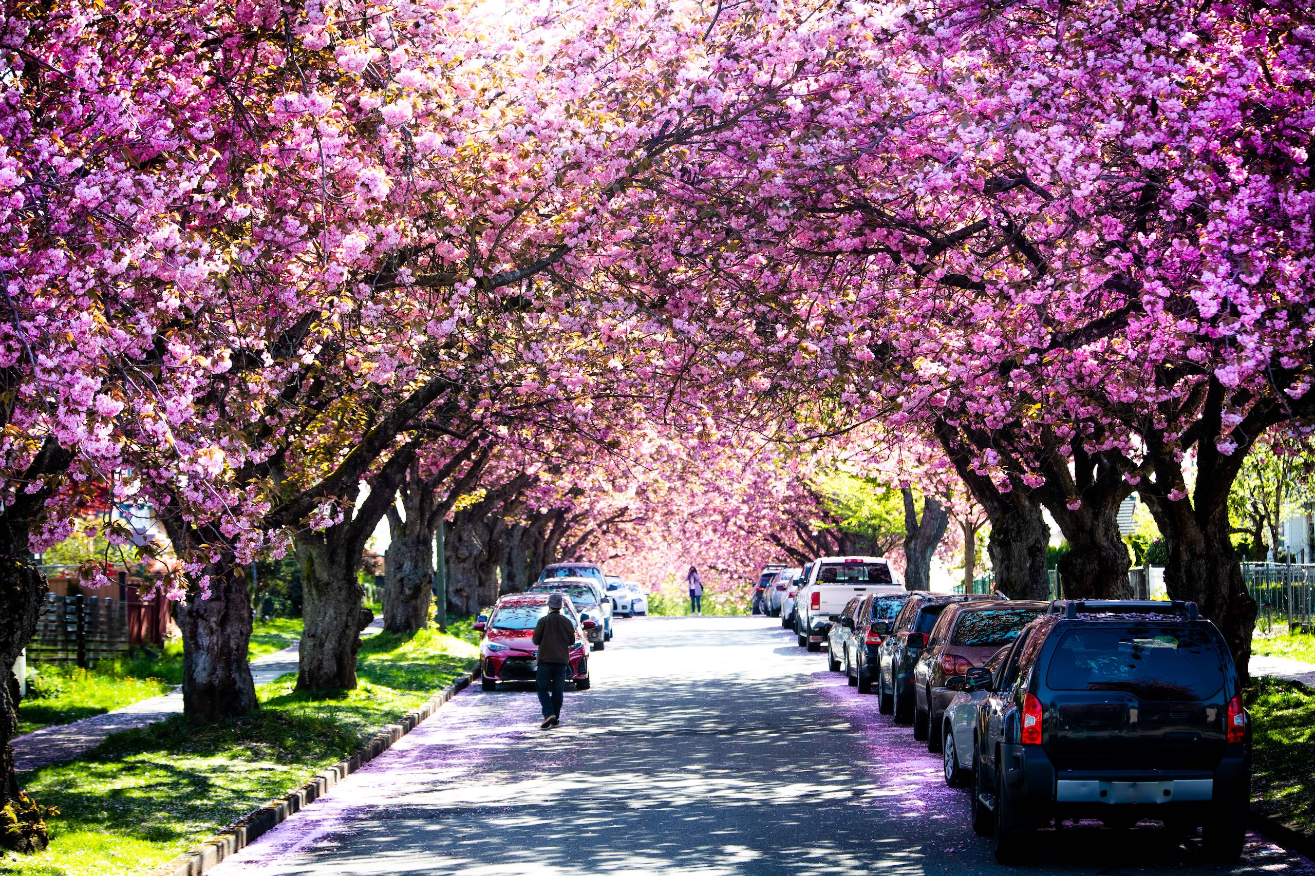 Cherry blossoms along residential streets
