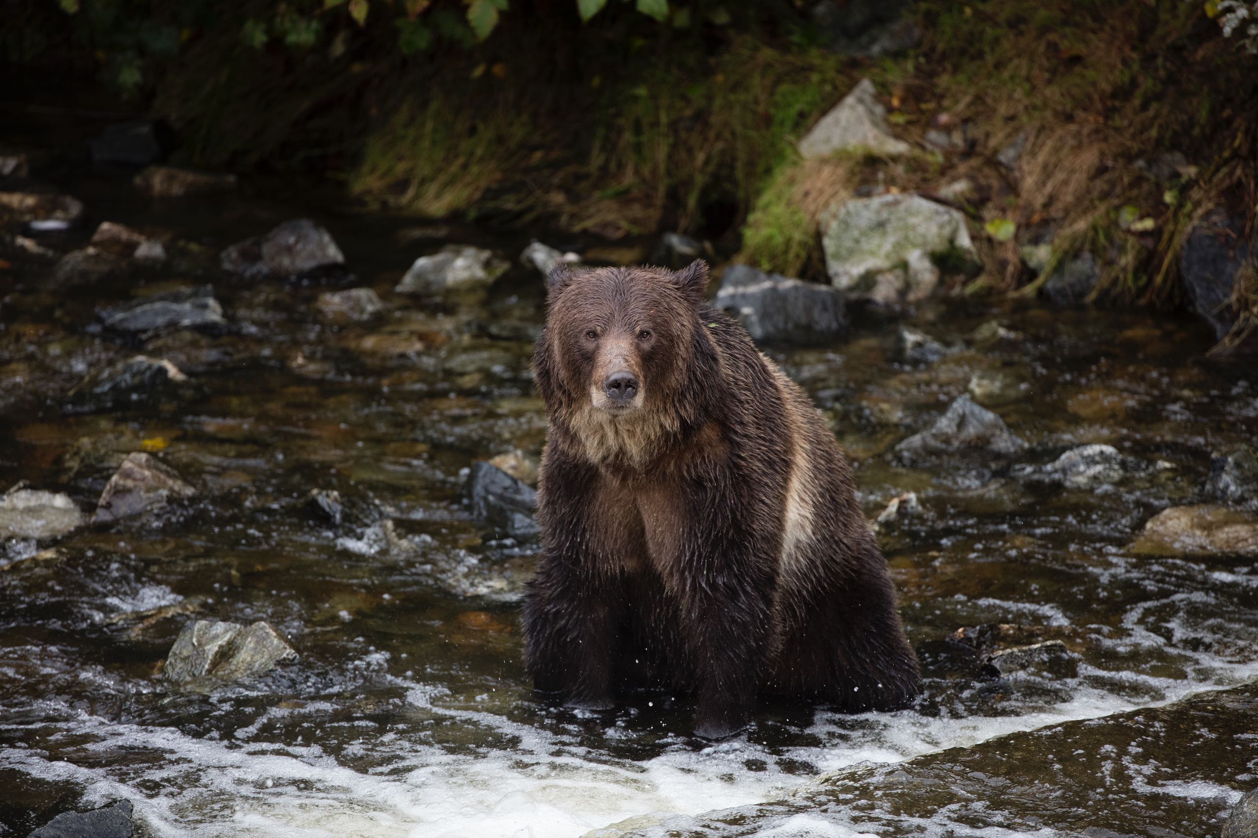 Grizzly Bear at Knight Inlet