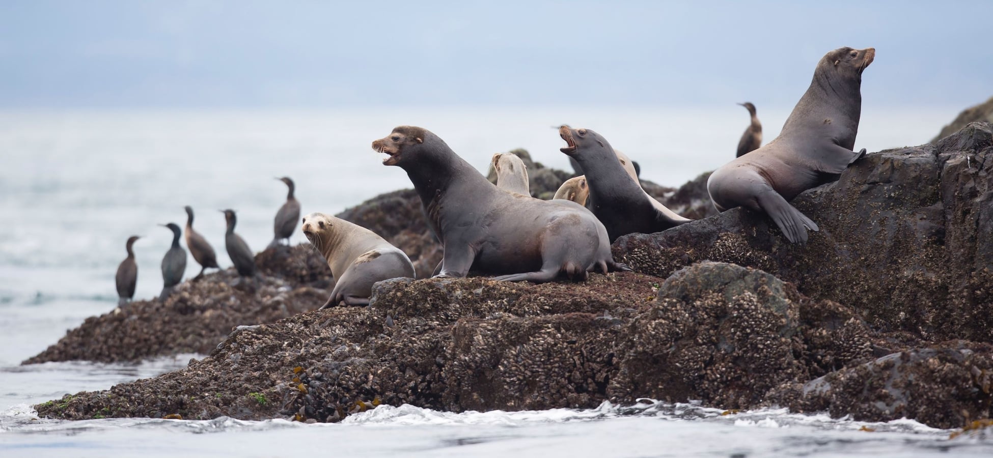 Sea lions resting on Vancouver Island