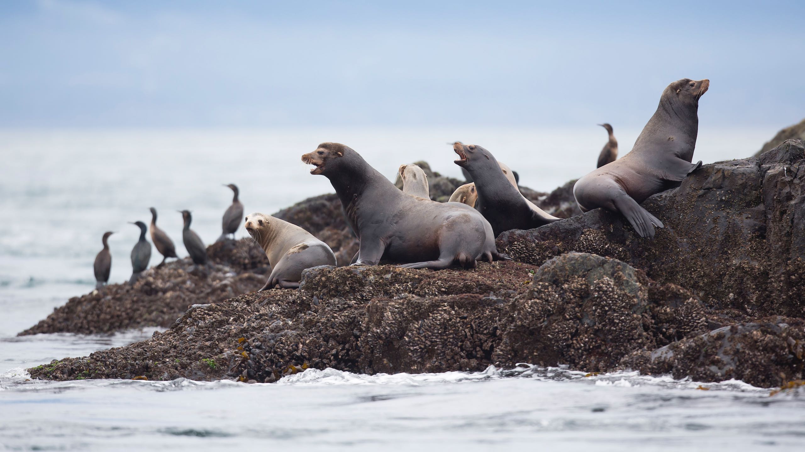 Sea lions resting on Vancouver Island