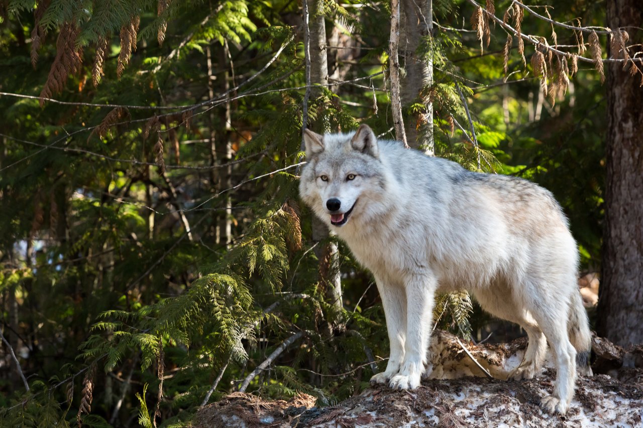 A wolf standing in the woods